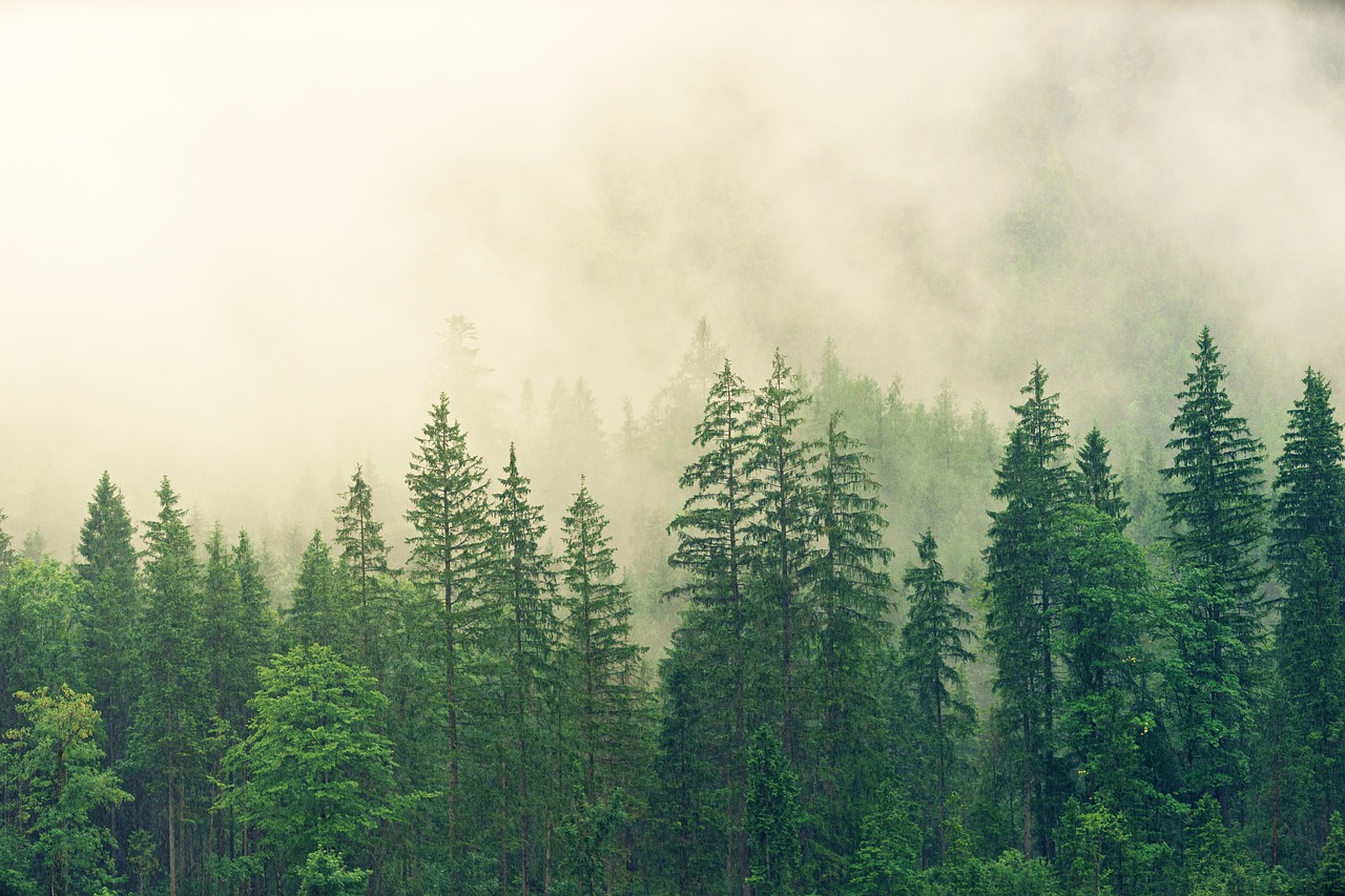 forest, free wallpaper, wallpaper hd